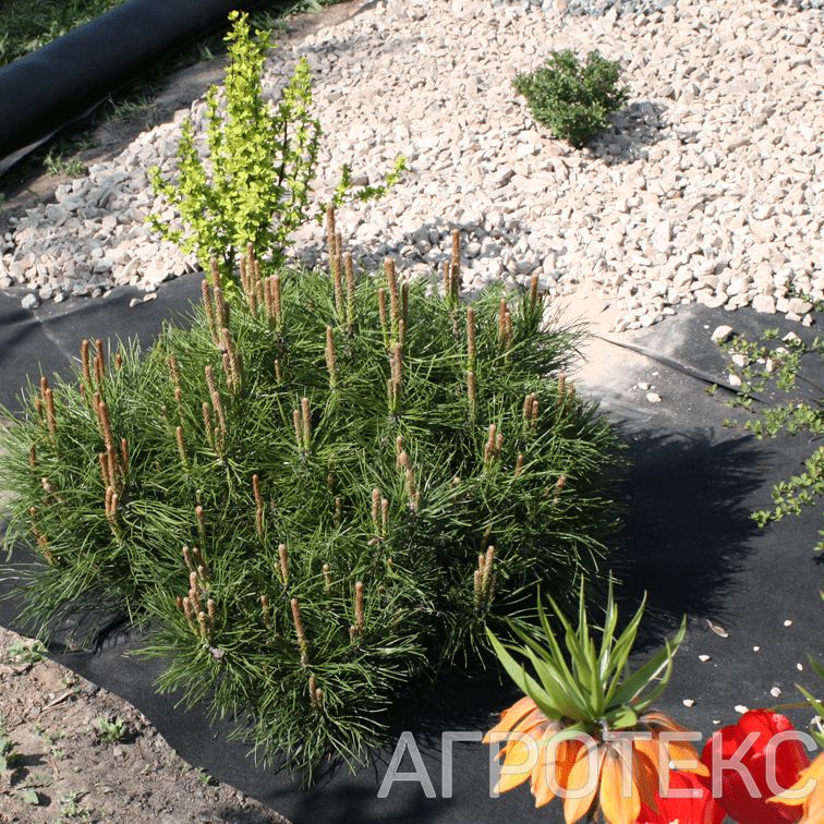 35.11.00.01.02.090.0012.1600.00_1