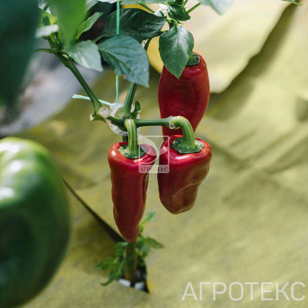 32.01.17.01.38.080.0005.1600.00_2