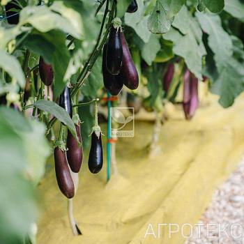 Агротекс Профф 80 "UV"- жёлто-чёрный 1,06*10м  (рул)