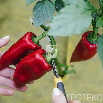 Агротекс Комплект для ПЕРЦЕВ (жёлто-чёрный  80-1,06 -6м перф 2шах 25*25*8 + белый 30-3,2- 8м)